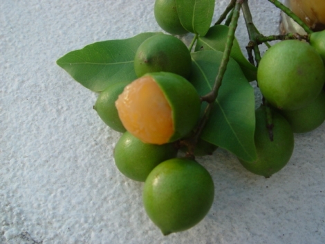 Fruit of the Quenepa Tree
